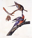 Drawing of a Passenger Pigeon