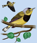 Bachman Warbler Drawing