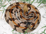 Canebrake Rattlesnake Photo