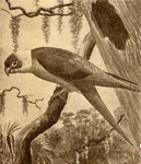 Drawing of a Caroline Parakeet
