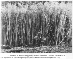 Horse in front of Rivercane
